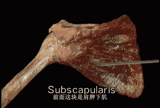 3d349b6e76b4af1ad585e478eb50ac00.gif
